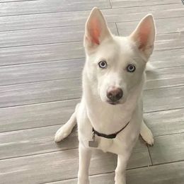 Siberian Huskies from Willow Husky Haven