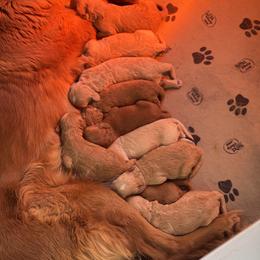 Goldendoodle Puppies from North Star Dog Training