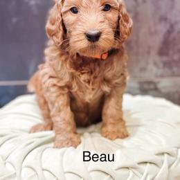 Beau - Apricot male Goldendoodle puppy in Pasco, Washington from Camp Doodle Woods