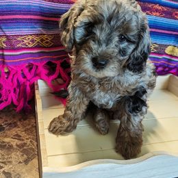 Aussiedoodle, Australian Shepherd, Bernedoodle, Cockapoo, and Poodle Puppies from Sis' Doodles & Poodles
