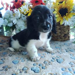 Maizee - Brindle female Dachshund puppy in Hudson, Michigan from Mittentail Kennel Miniature Dachshunds & Australian Shepherds