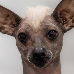 Xoloitzcuintli from Harbinger Xolos