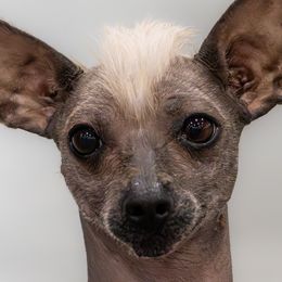 Xoloitzcuintli from Harbinger Xolos