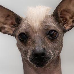 Xoloitzcuintli from Harbinger Xolos