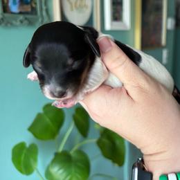 Iris - Piebald female Dachshund puppy in Jacksonville, North Carolina from Lizzie’s Doxies