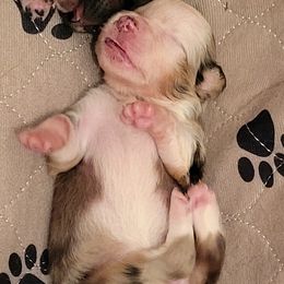 Miniature American Shepherd Puppies from Little Creek Minis and Standards