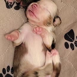 Miniature American Shepherd Puppies from Little Creek Minis and Standards