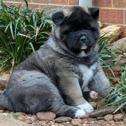 Kamari's Girl 1 - Black female Akita puppy in South Carolina from Sierra Mountain Akitas