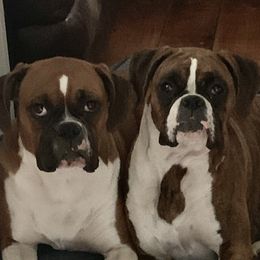 Boxers from HFMB Boxers