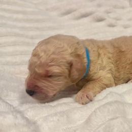 Boy 2 - Cream male Goldendoodle puppy in San Diego, California from Southside Doodles