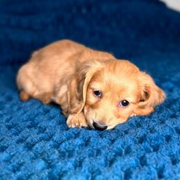 Comet - Cream male Dachshund puppy in Kingman, Arizona from Diddle Bros Dachshunds