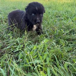 Black bi male 2 - Black & white male Australian Shepherd puppy in Hubbard, Texas from Poston Paddock Aussies LLC