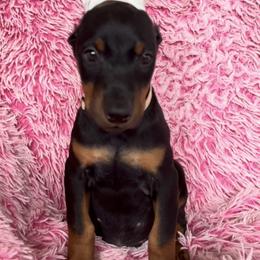Girl 3 - Black and rust female Doberman Pinscher puppy in Centralia, Missouri from TopSpots Farm