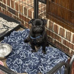 Rascal - Fawn male Pug puppy in Liberty, South Carolina from Garrick’s Precious Pugs