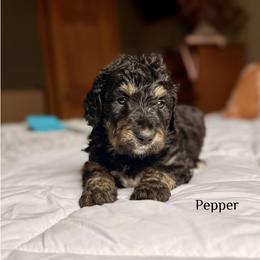 Pepper - Phantom female Bernedoodle puppy in Pennsylvania from Bells Bernedoodles