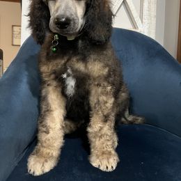Ian Boy 3 - Sable Poodle puppy in Bristol, Virginia from Schrute Farms Standard Poodles