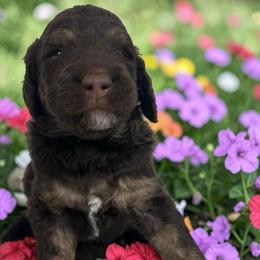 Larry - Phantom male Goldendoodle puppy in Prosperity, Pennsylvania from Stelladoodles & Company
