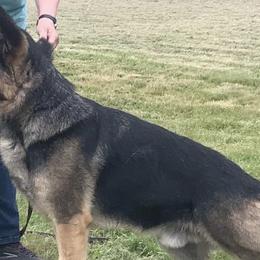 German Shepherds from Von Sudlich Shepherds