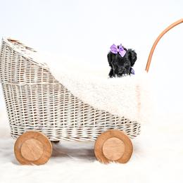Purple - Black female Goldendoodle puppy in Platteville, Wisconsin from Beck Kennel