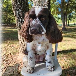 Liz - Cocker Spaniel