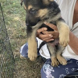 German Shepherd Puppies from Das Müller Hund Haus