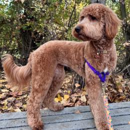 Sadie - Goldendoodle
