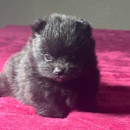 Rusty - Black male Pomeranian puppy in Kansas City, Missouri from S&K Pomeranians