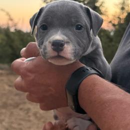 Staffordshire Bull Terrier puppies from PureGrit Staffords