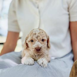 Theodore - Cream male Cockapoo puppy in Dixon, Montana from Super Z Kennels