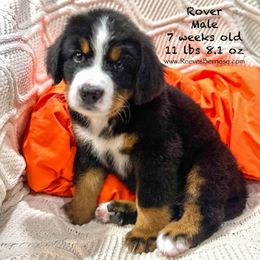Rover - Orange - Black rust and white Bernese Mountain Dog puppy in Lehi, Utah from Reeves Bernese
