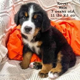 Rover - Orange - Black rust and white Bernese Mountain Dog puppy in Lehi, Utah from Reeves Bernese