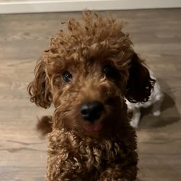 Lizzy - Poodle