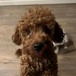Lizzy - Poodle