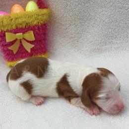 Girl 2 - Chocolate Based Red Piebald - Piebald female Dachshund puppy in Brandon, Mississippi from A & N Kennels
