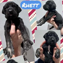 Rhett - Brindle male Great Dane puppy in Wellsville, New York from Prophecy Danes