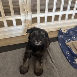 Girl 1 - female Miniature Schnauzer puppy in Glendale, Arizona from Pipes of Gizzie’s Swamp