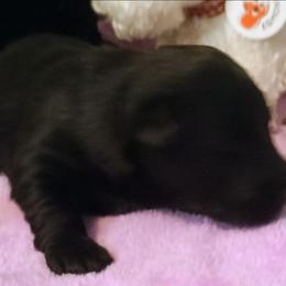 Blk Female 2 - Black female Scottish Terrier puppy in Smiths Grove, Kentucky from Moore's We Little Farm AKC Scotties
