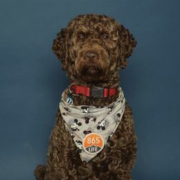 Goldendoodles from Lesley's Goldendoodles