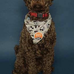 Goldendoodles from Lesley's Goldendoodles
