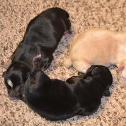 Chihuahua Puppies from Schroeder Chihuahuas