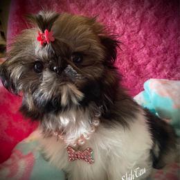Tiny Phoebe-See videos - Tricolor female Shih Tzu puppy in Lawrenceville, Georgia from Beauty's Shih Tzu (Georgia)
