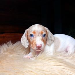 Twyla - Dapple female Dachshund puppy in Washburn, Tennessee from Clinch Mountain Dachshunds