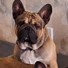 Brawler - French Bulldog