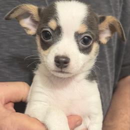 Danny - Blue and white male Chihuahua puppy in Amity, Pennsylvania from Rhoda and Verna