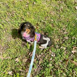 Daisy - Piebald female Dachshund puppy in Williamsburg, Kentucky from Whispering Pine Dachshunds & Pomeranians