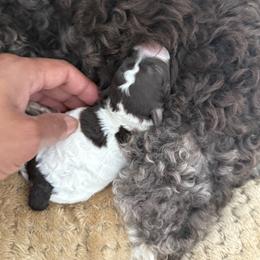 Niles - Chocolate and white male Havapoo puppy in Franklinton, North Carolina from Happytailspuppies