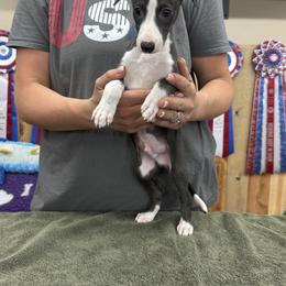 Boy 1 - Black male Whippet puppy in Chatfield, Minnesota from Devlynn Whippets