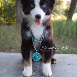 Cherry blossom - Black tri-color female Australian Shepherd puppy in Grapeland, Texas from Smokin K Aussies