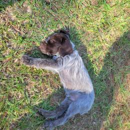Male 3 - Brown and gray male Wirehaired Pointing Griffon puppy in Maiden, North Carolina from Saint Barbara's Wirehaired Pointing Griffons