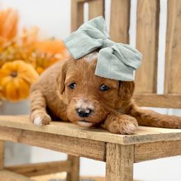 Joplin - Red  female Goldendoodle puppy in Queen Creek, Arizona from Goldendoodle AZ